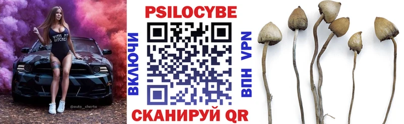 blacksprut ссылка  Калуга  Псилоцибиновые грибы Psilocybe 