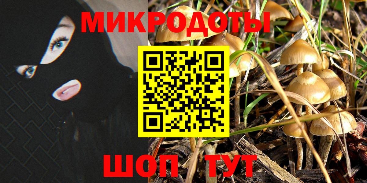 Псилоцибиновые грибы Psilocybe Калуга